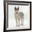 Siberian Husky Bitch, 9 Weeks Old, Standing Portrait-Jane Burton-Framed Photographic Print