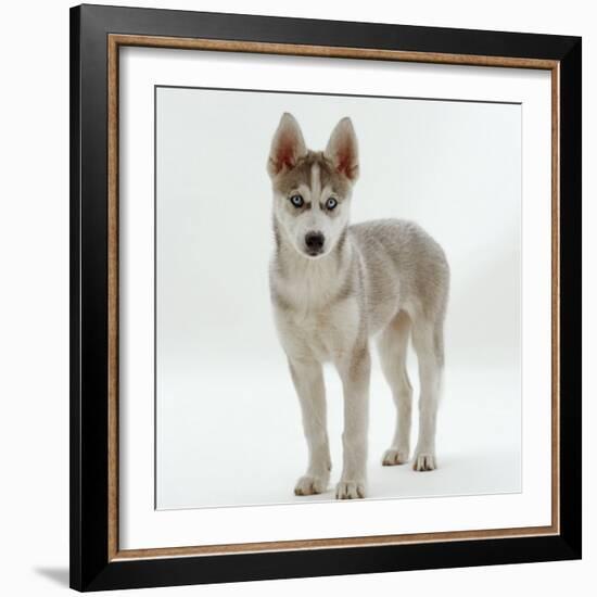 Siberian Husky Bitch, 9 Weeks Old, Standing Portrait-Jane Burton-Framed Photographic Print