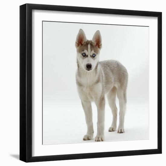 Siberian Husky Bitch, 9 Weeks Old, Standing Portrait-Jane Burton-Framed Photographic Print