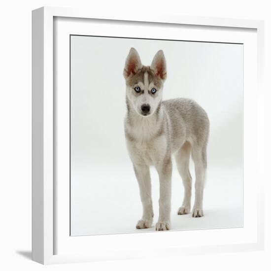 Siberian Husky Bitch, 9 Weeks Old, Standing Portrait-Jane Burton-Framed Photographic Print