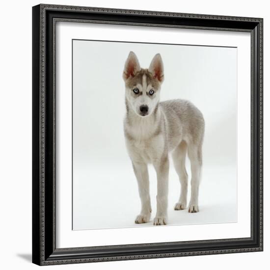 Siberian Husky Bitch, 9 Weeks Old, Standing Portrait-Jane Burton-Framed Photographic Print