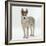 Siberian Husky Bitch, 9 Weeks Old, Standing Portrait-Jane Burton-Framed Photographic Print