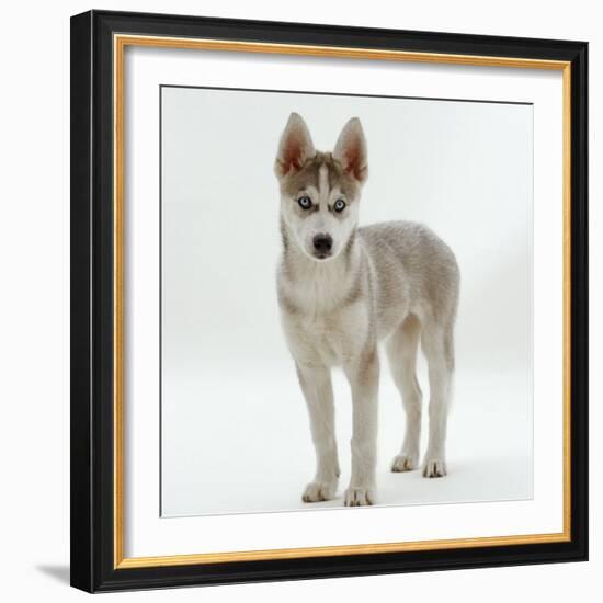 Siberian Husky Bitch, 9 Weeks Old, Standing Portrait-Jane Burton-Framed Photographic Print