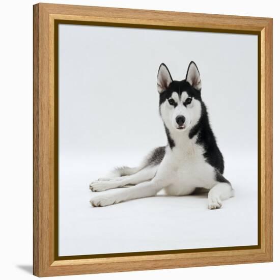 Siberian Husky Dog, Lying Down-Jane Burton-Framed Premier Image Canvas