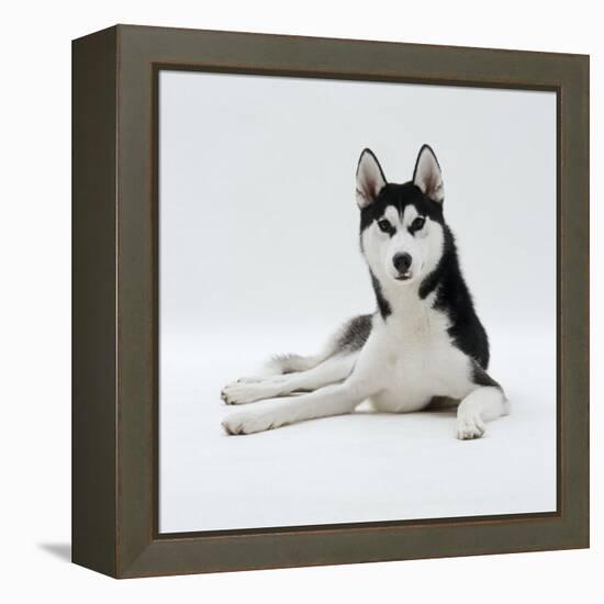 Siberian Husky Dog, Lying Down-Jane Burton-Framed Premier Image Canvas