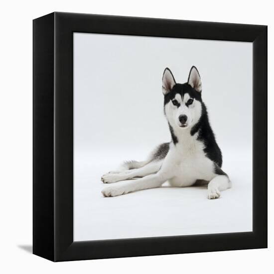 Siberian Husky Dog, Lying Down-Jane Burton-Framed Premier Image Canvas