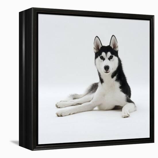 Siberian Husky Dog, Lying Down-Jane Burton-Framed Premier Image Canvas