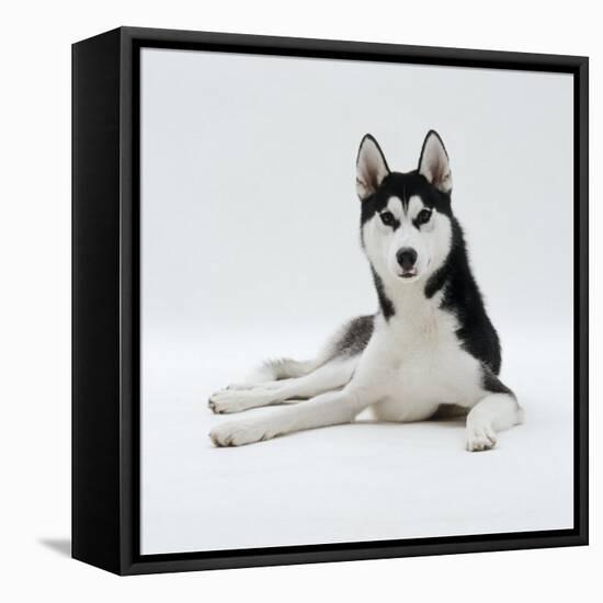 Siberian Husky Dog, Lying Down-Jane Burton-Framed Premier Image Canvas