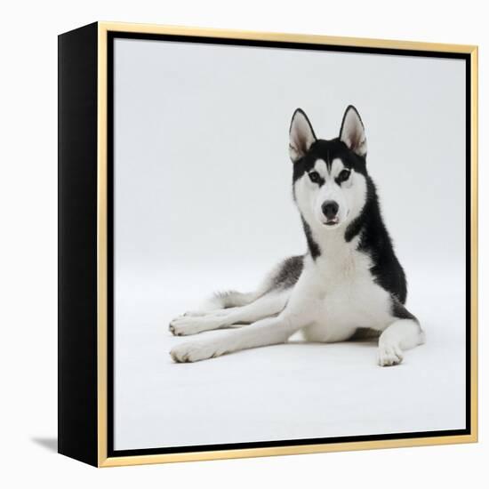 Siberian Husky Dog, Lying Down-Jane Burton-Framed Premier Image Canvas