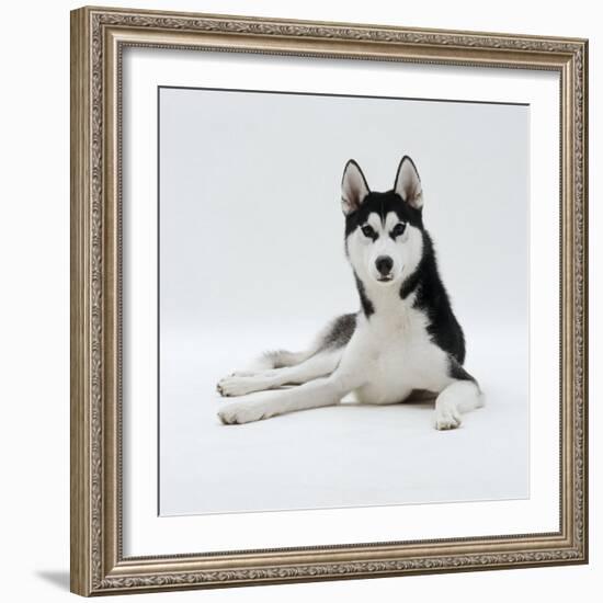 Siberian Husky Dog, Lying Down-Jane Burton-Framed Photographic Print