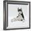 Siberian Husky Dog, Lying Down-Jane Burton-Framed Photographic Print