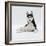 Siberian Husky Dog, Lying Down-Jane Burton-Framed Photographic Print