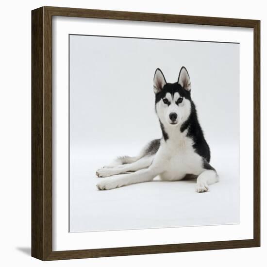 Siberian Husky Dog, Lying Down-Jane Burton-Framed Photographic Print