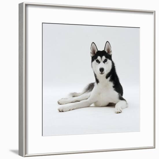 Siberian Husky Dog, Lying Down-Jane Burton-Framed Photographic Print