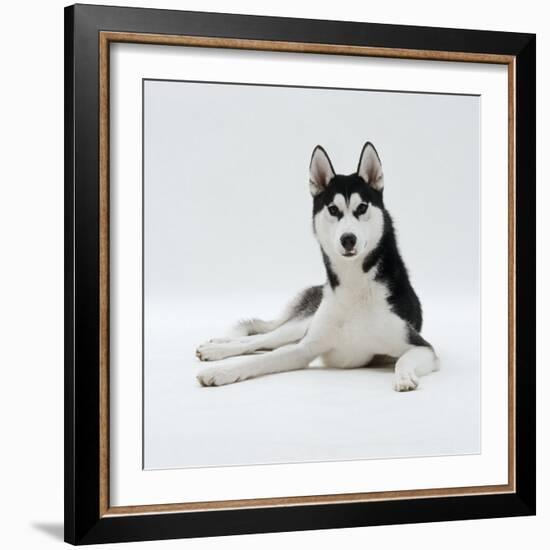 Siberian Husky Dog, Lying Down-Jane Burton-Framed Photographic Print