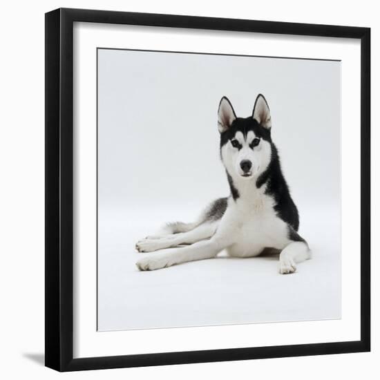 Siberian Husky Dog, Lying Down-Jane Burton-Framed Photographic Print