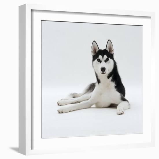 Siberian Husky Dog, Lying Down-Jane Burton-Framed Photographic Print