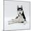 Siberian Husky Dog, Lying Down-Jane Burton-Mounted Photographic Print