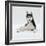 Siberian Husky Dog, Lying Down-Jane Burton-Framed Photographic Print