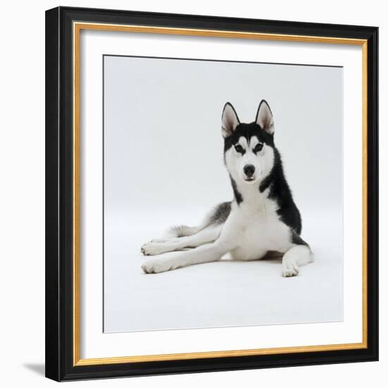 Siberian Husky Dog, Lying Down-Jane Burton-Framed Photographic Print