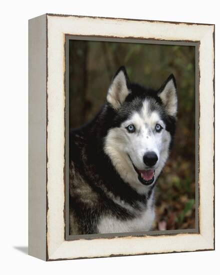 Siberian Husky Dog, USA-Lynn M. Stone-Framed Premier Image Canvas