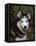 Siberian Husky Dog, USA-Lynn M. Stone-Framed Premier Image Canvas