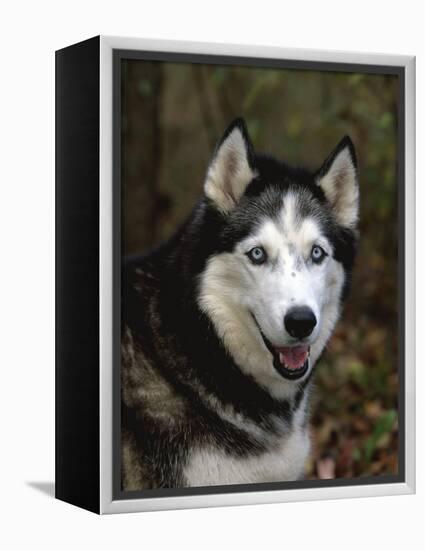 Siberian Husky Dog, USA-Lynn M. Stone-Framed Premier Image Canvas