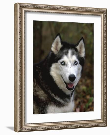 Siberian Husky Dog, USA-Lynn M. Stone-Framed Photographic Print