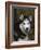 Siberian Husky Dog, USA-Lynn M. Stone-Framed Photographic Print