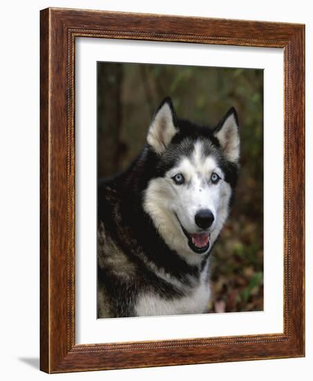 Siberian Husky Dog, USA-Lynn M. Stone-Framed Photographic Print