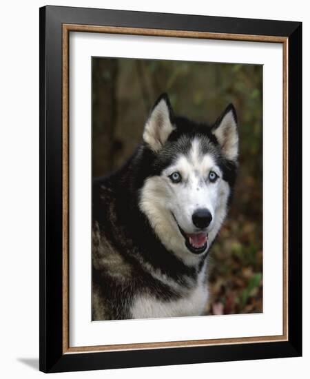 Siberian Husky Dog, USA-Lynn M. Stone-Framed Photographic Print