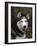 Siberian Husky Dog, USA-Lynn M. Stone-Framed Photographic Print