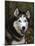 Siberian Husky Dog, USA-Lynn M. Stone-Mounted Photographic Print