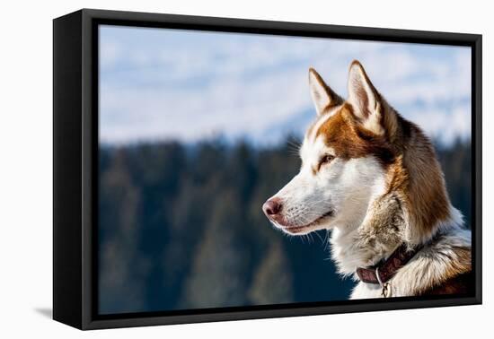 Siberian Husky in the Snow-vent du sud-Framed Premier Image Canvas