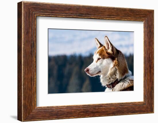 Siberian Husky in the Snow-vent du sud-Framed Photographic Print