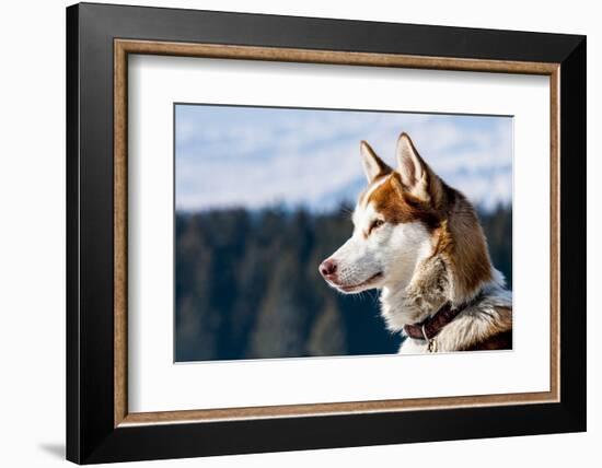 Siberian Husky in the Snow-vent du sud-Framed Photographic Print