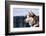 Siberian Husky in the Snow-vent du sud-Framed Photographic Print