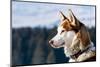 Siberian Husky in the Snow-vent du sud-Mounted Photographic Print