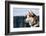 Siberian Husky in the Snow-vent du sud-Framed Photographic Print