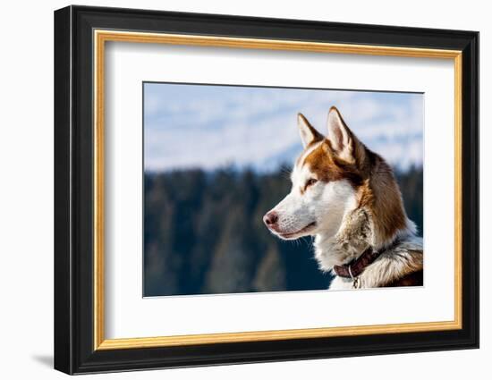 Siberian Husky in the Snow-vent du sud-Framed Photographic Print