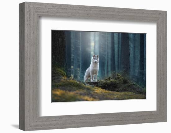 Siberian Husky in the Winter Landscape-Vivienstock-Framed Photographic Print