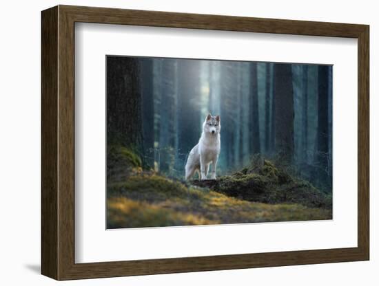 Siberian Husky in the Winter Landscape-Vivienstock-Framed Photographic Print