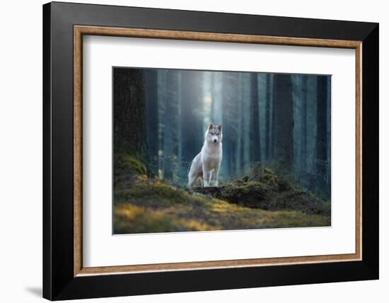 Siberian Husky in the Winter Landscape-Vivienstock-Framed Photographic Print