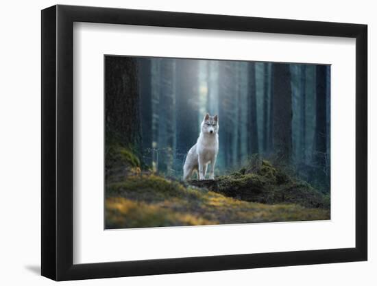 Siberian Husky in the Winter Landscape-Vivienstock-Framed Photographic Print