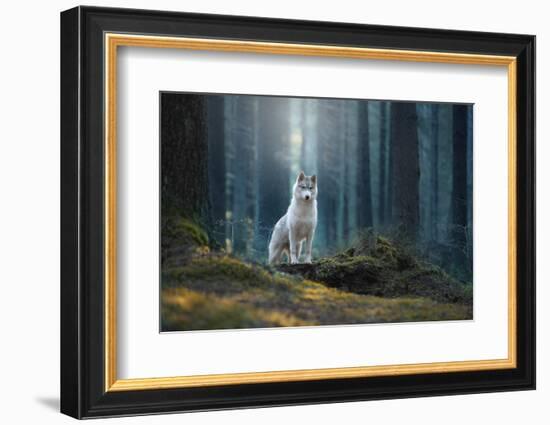 Siberian Husky in the Winter Landscape-Vivienstock-Framed Photographic Print