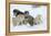 Siberian Husky Litter of Four Puppies in Snow-null-Framed Premier Image Canvas