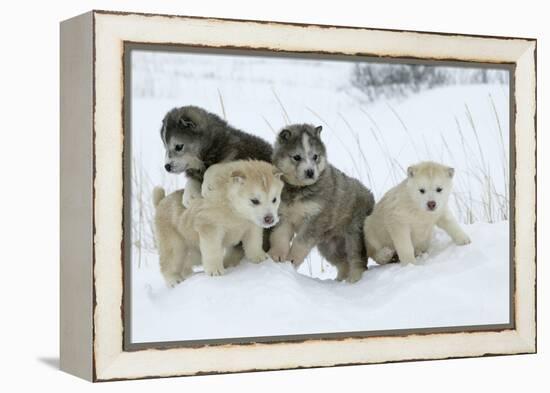 Siberian Husky Litter of Four Puppies in Snow-null-Framed Premier Image Canvas