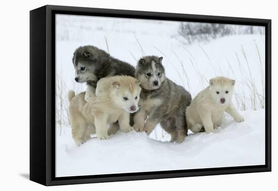 Siberian Husky Litter of Four Puppies in Snow-null-Framed Premier Image Canvas