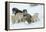 Siberian Husky Litter of Four Puppies in Snow-null-Framed Premier Image Canvas