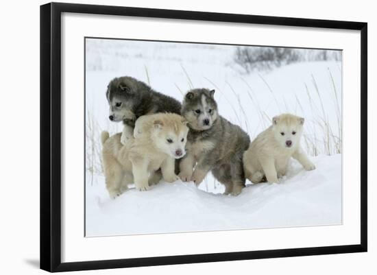 Photographic Print, , large